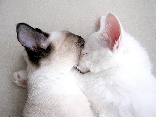 《Valorant枪火缭绕，冠军对决燃爆全场》，valorant 枪械