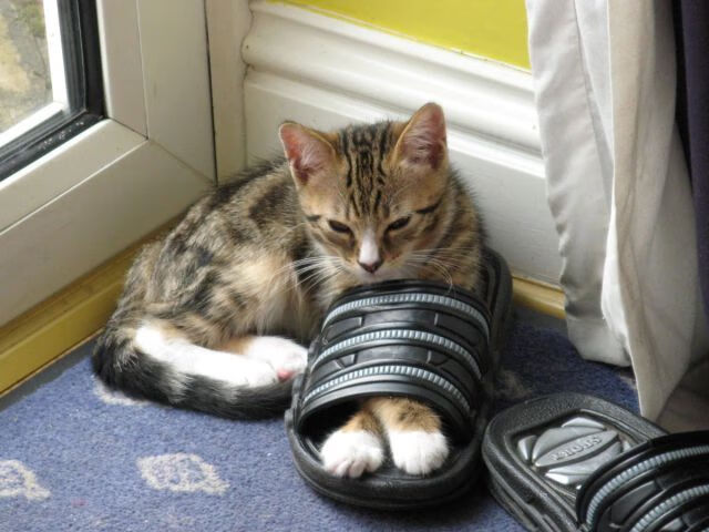 【新规“秒投”规则正式实施】比赛节奏为何越发紧凑？，秒投选手