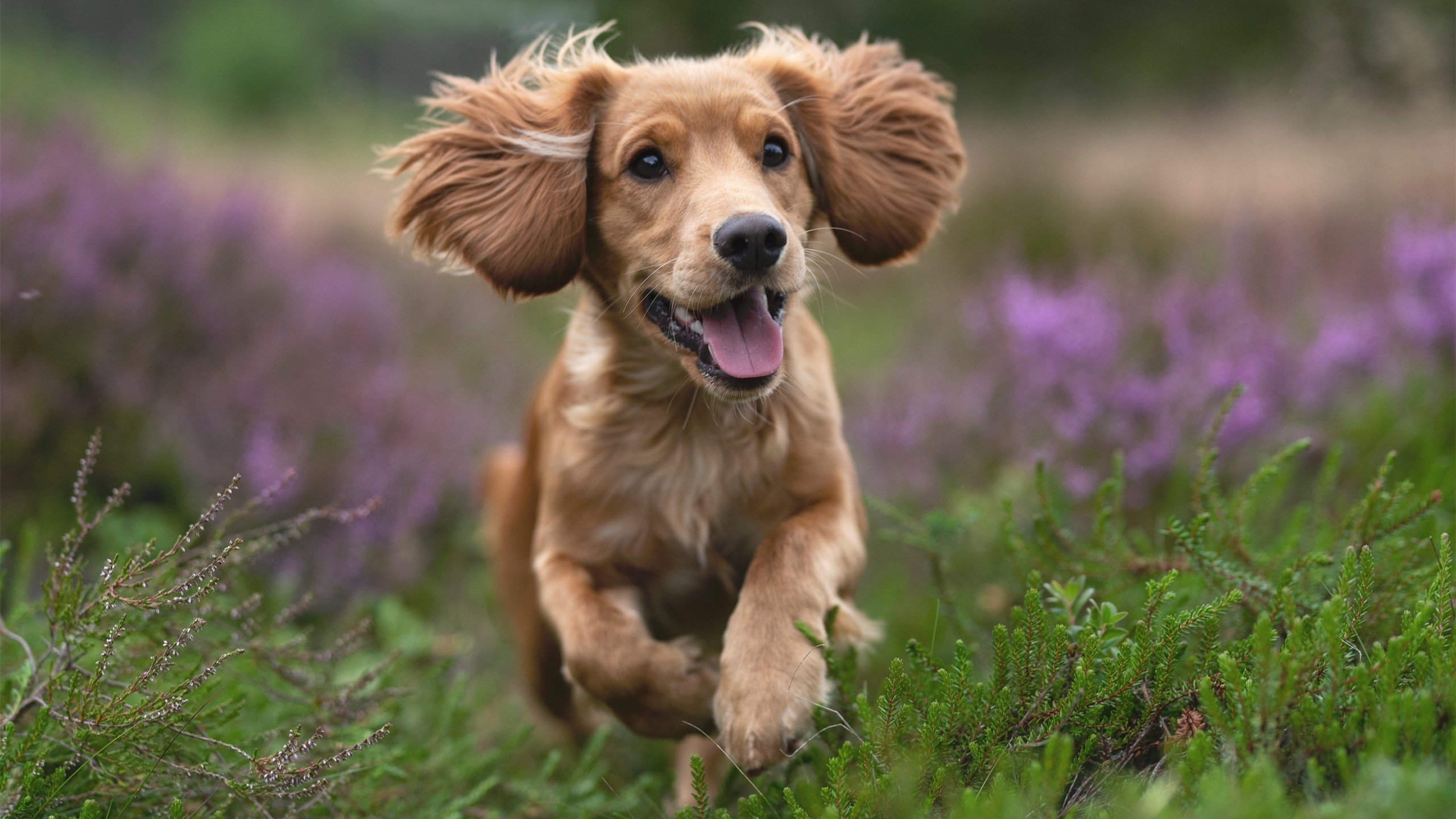 爱游戏 电竞-“线上线下结合，推动青少年足球科技创新”，足球线上培训平台