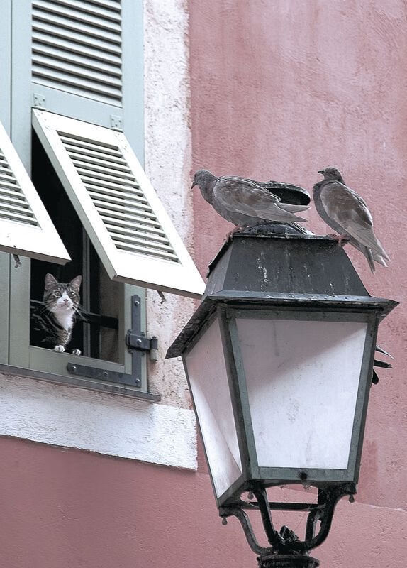 《比赛冠军背后的故事：他们的成长与奋斗》，比赛赢得冠军的稿子