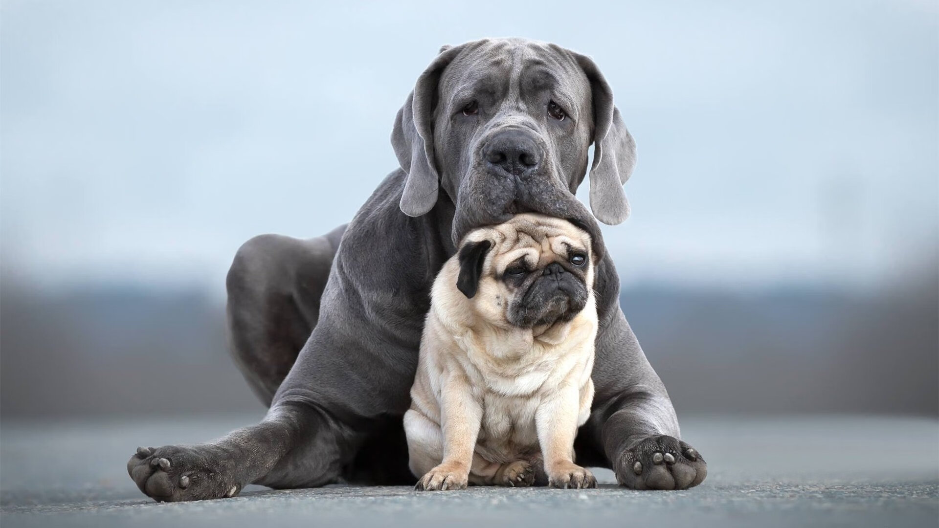 冠军征途：成功球队的艰辛历程回顾，冠军和冠军征途是一样的吗