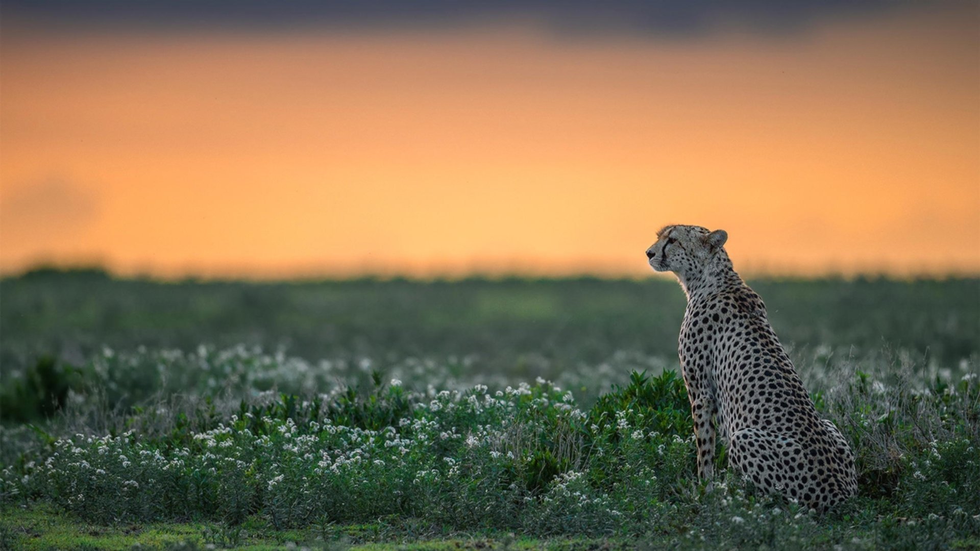 【全球联赛全面数字化】实现多地同步直播，无缝观赛体验！