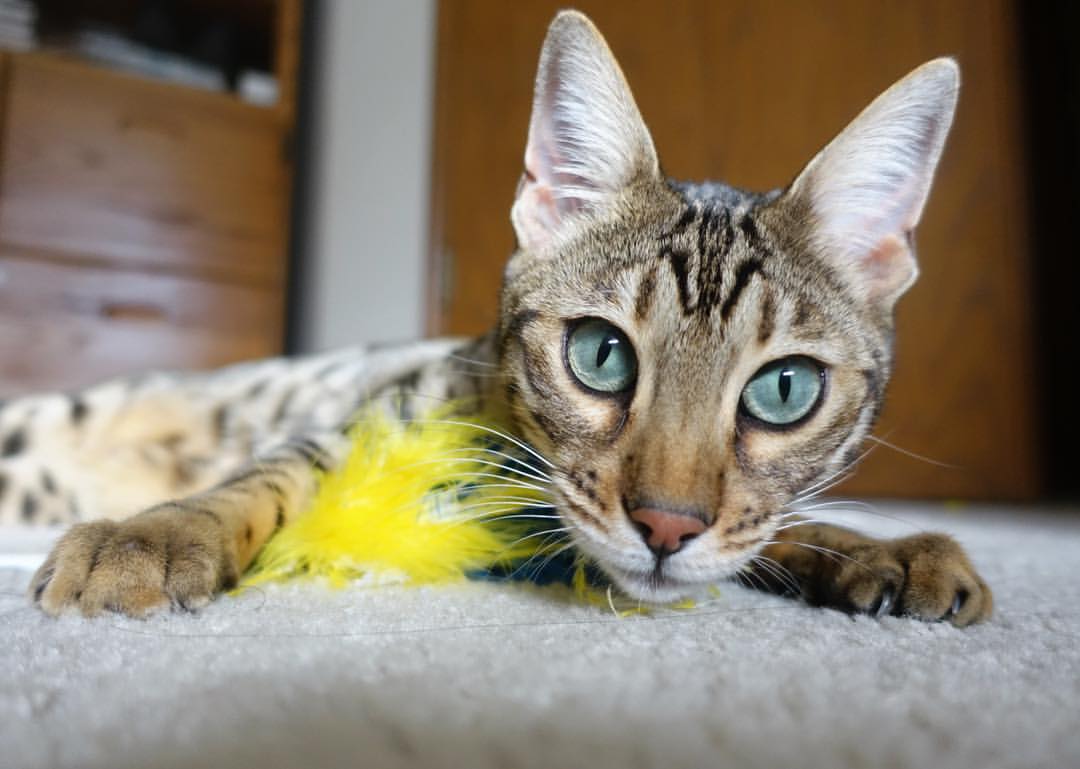 冷门但重要：悬挂系统的技术突破，什么叫悬挂系统