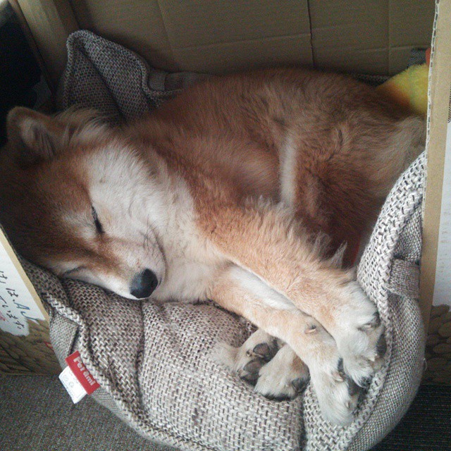 日本马术协会设立青少年马术奖学金，支持优秀学员发展。，日本马术障碍赛