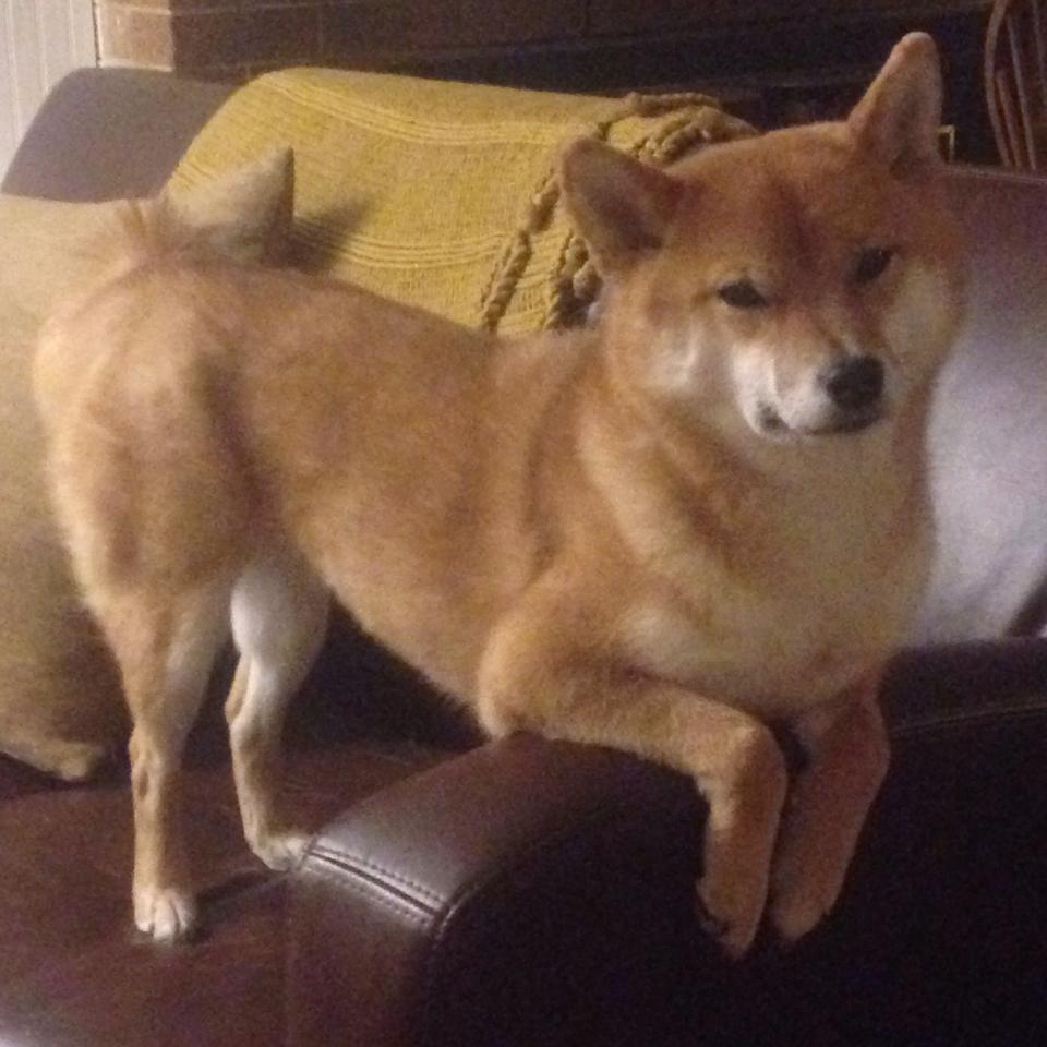 西甲:皇马稳居榜首,巴塞罗那紧追不舍,以钢铁防线逆转巴萨,没有c罗的皇马终于封王西甲