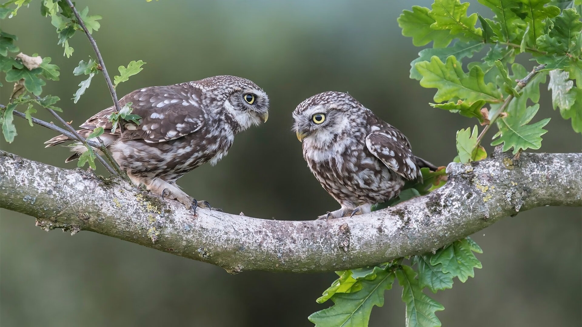 足球主题公益跑步活动引数万人参与，公益足球文案