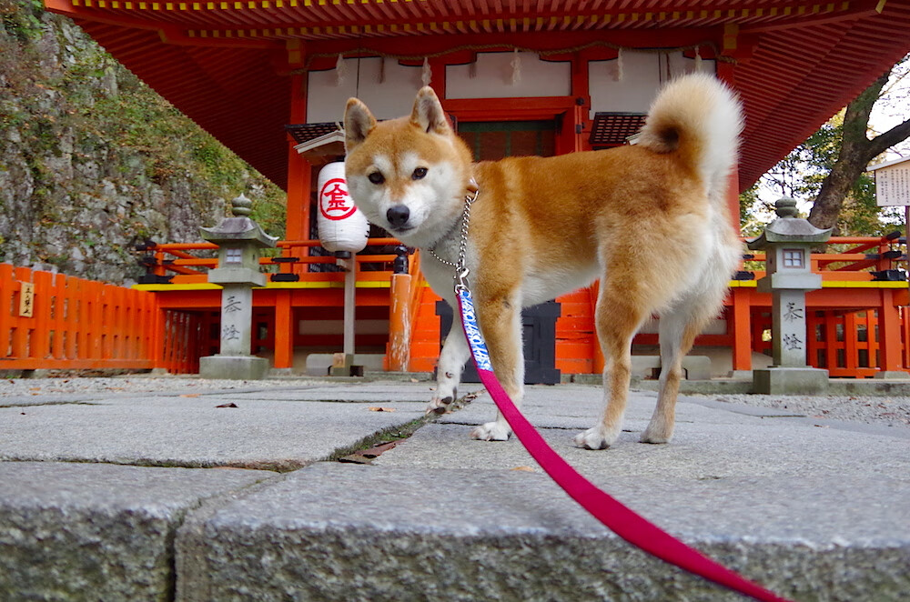 科比：用雷霆万钧的坚韧震撼NBA！，科比单挑雷霆三少