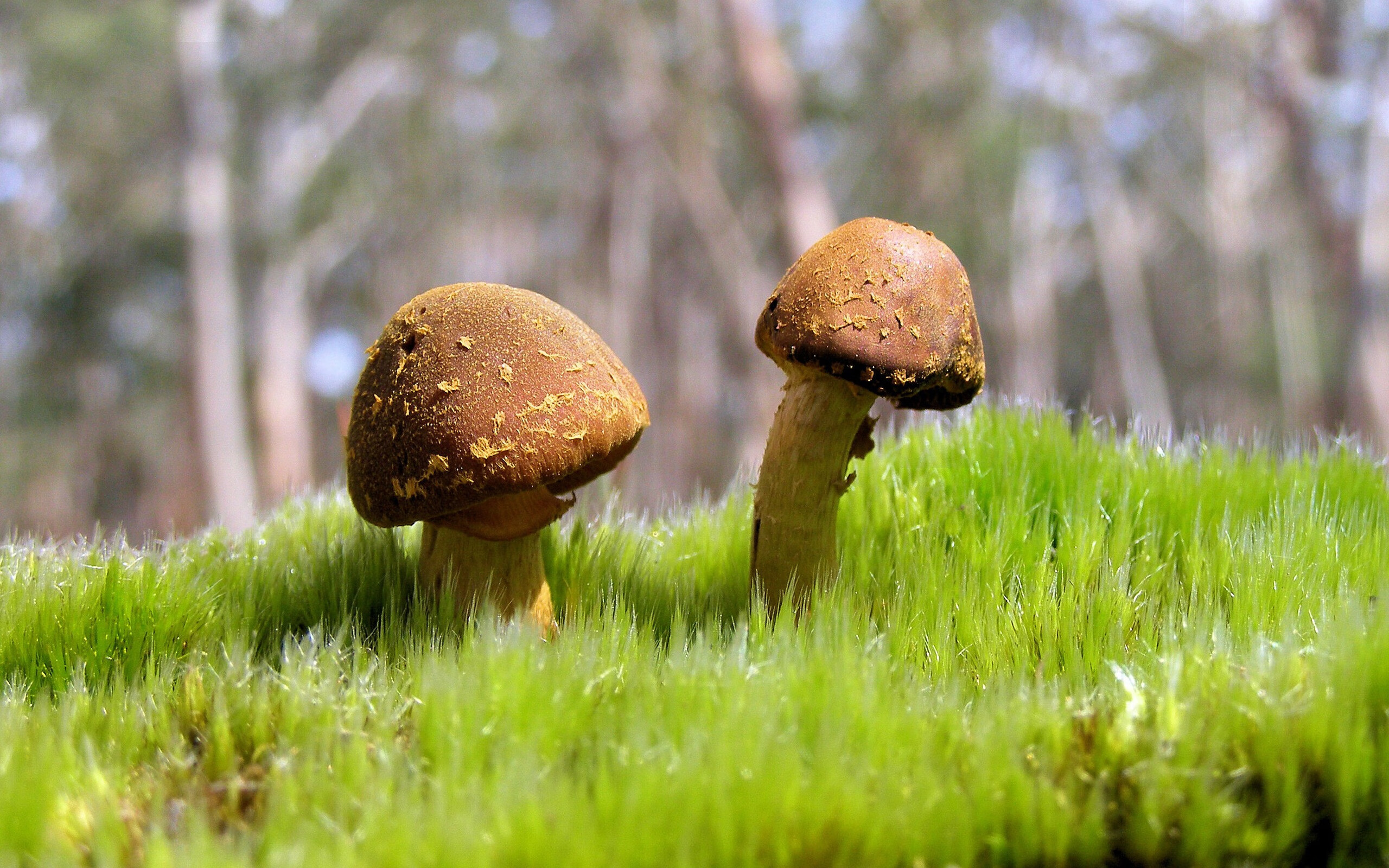 阿尔克马尔前锋范格利斯·帕夫利迪斯与德容并列最佳射手。，范德格里夫特