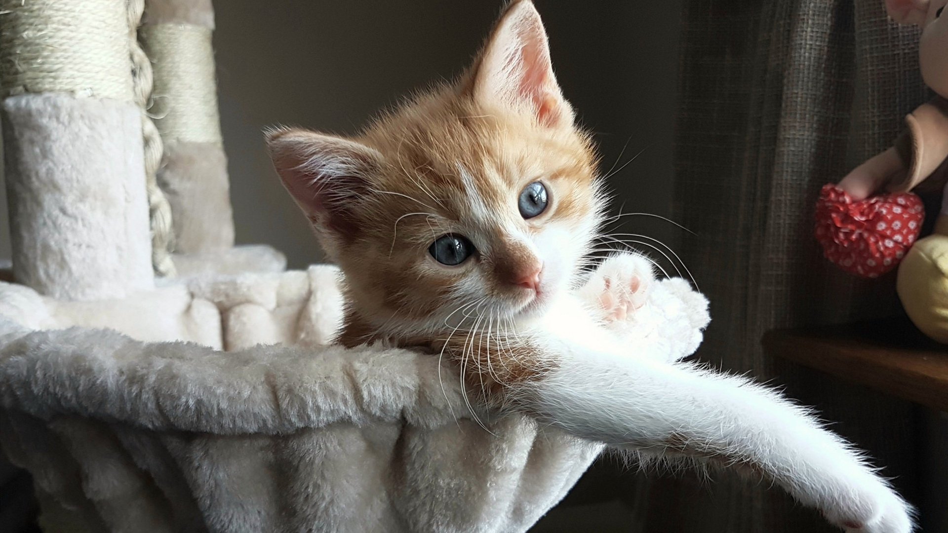 爱游戏体育（AYX）官方APP下载-中国足球的球迷文化活动组织，中国足球的球迷文化活动组织有哪些