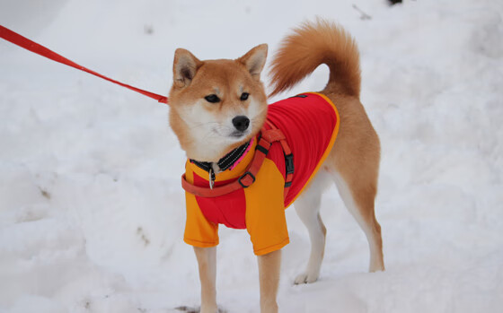 赛场内幕：台球高手的训练秘籍，台球基础训练视频