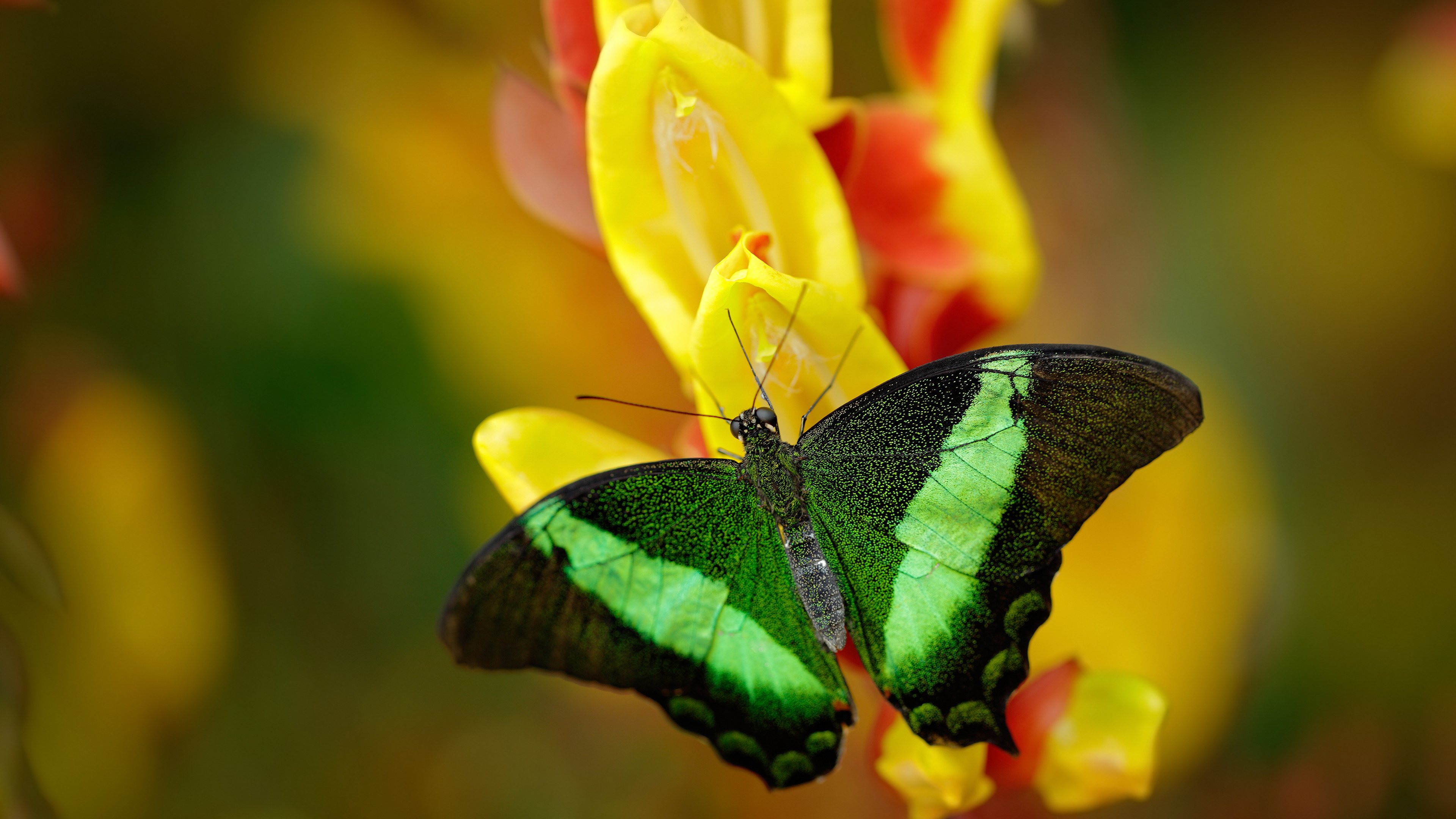 爱游戏中国官方登录入口网站-日本反曲弓男队在泛美锦标赛中夺冠，rb反曲弓