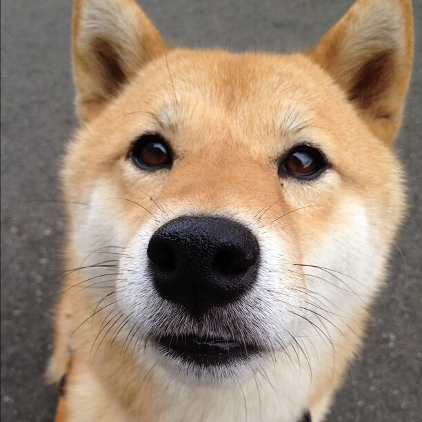 步行者惜败湖人，系列赛焦点战中哈利伯顿带伤作战，哈里伯顿篮球