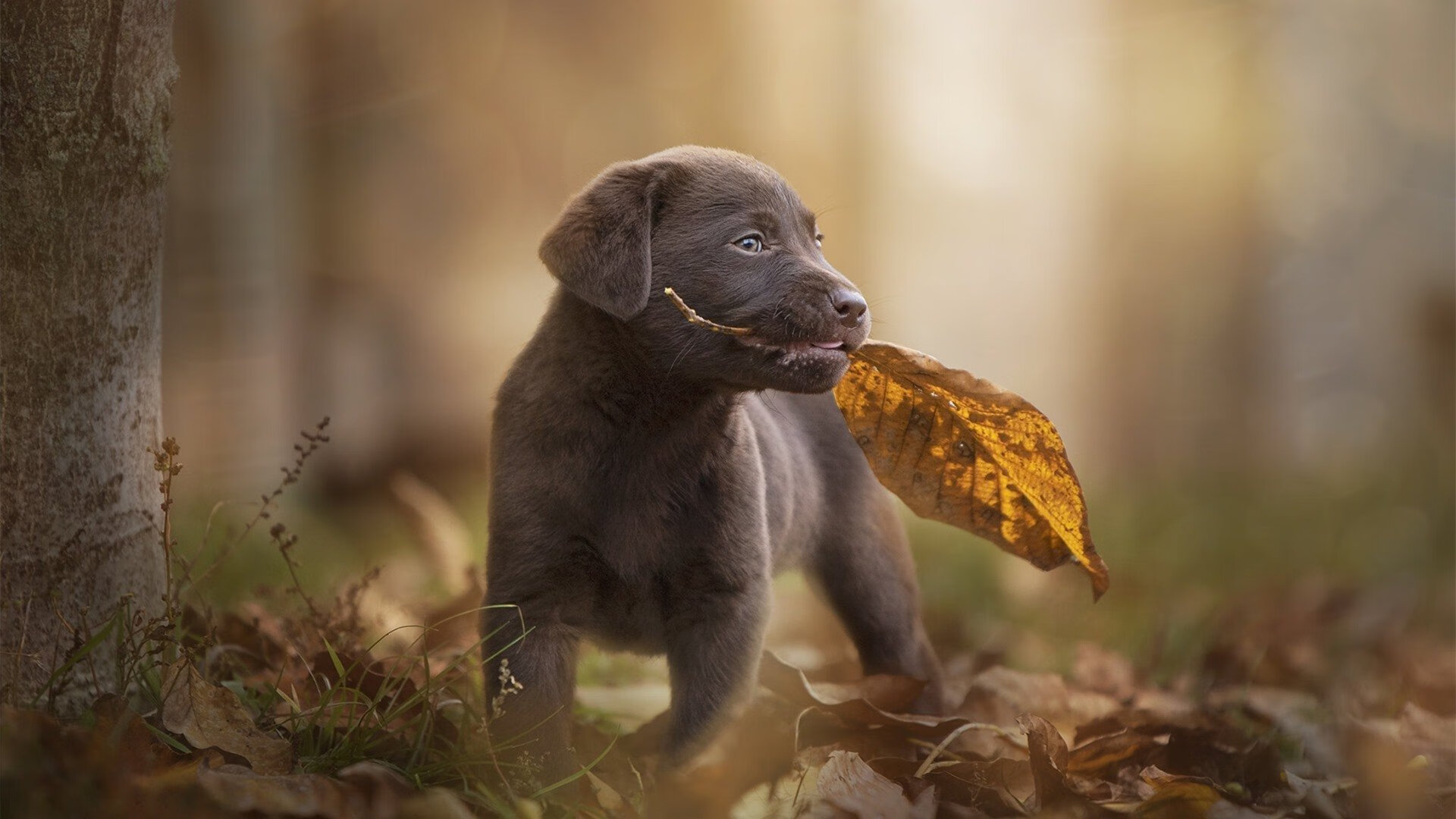 红魔客场平切尔西，防守表现出色，红魔客场平切尔西,防守表现出色的球员