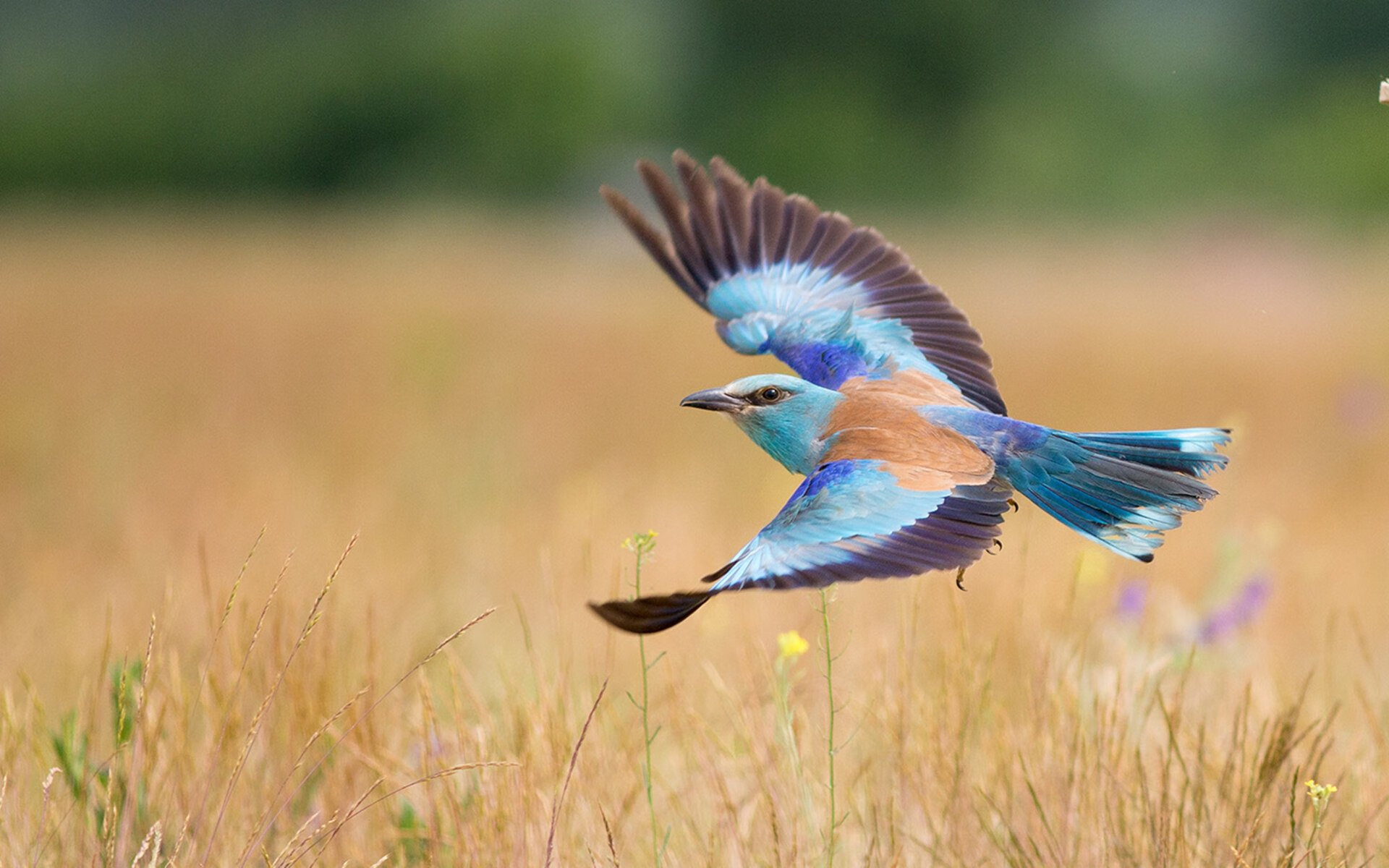 爱游戏电竞官网-葡萄牙大胜保加利亚，锁定小组头名，葡萄牙vs