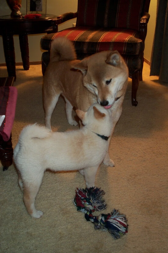 卡塔尔球队冲击亚冠资格，卡塔尔球队冲击亚冠资格表