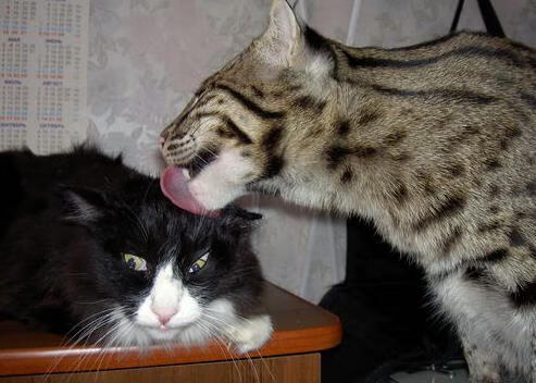 巴西骑手大卫·阿尔维斯在巴黎奥运会盛装舞步比赛中获得第十三名，创造个人最佳成绩。