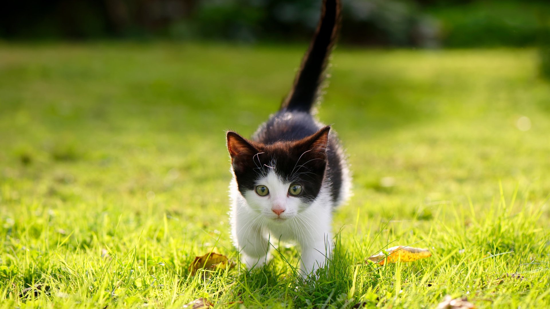 赛季揭幕战：五大联赛豪门逐鹿争锋，五大联赛豪门排行