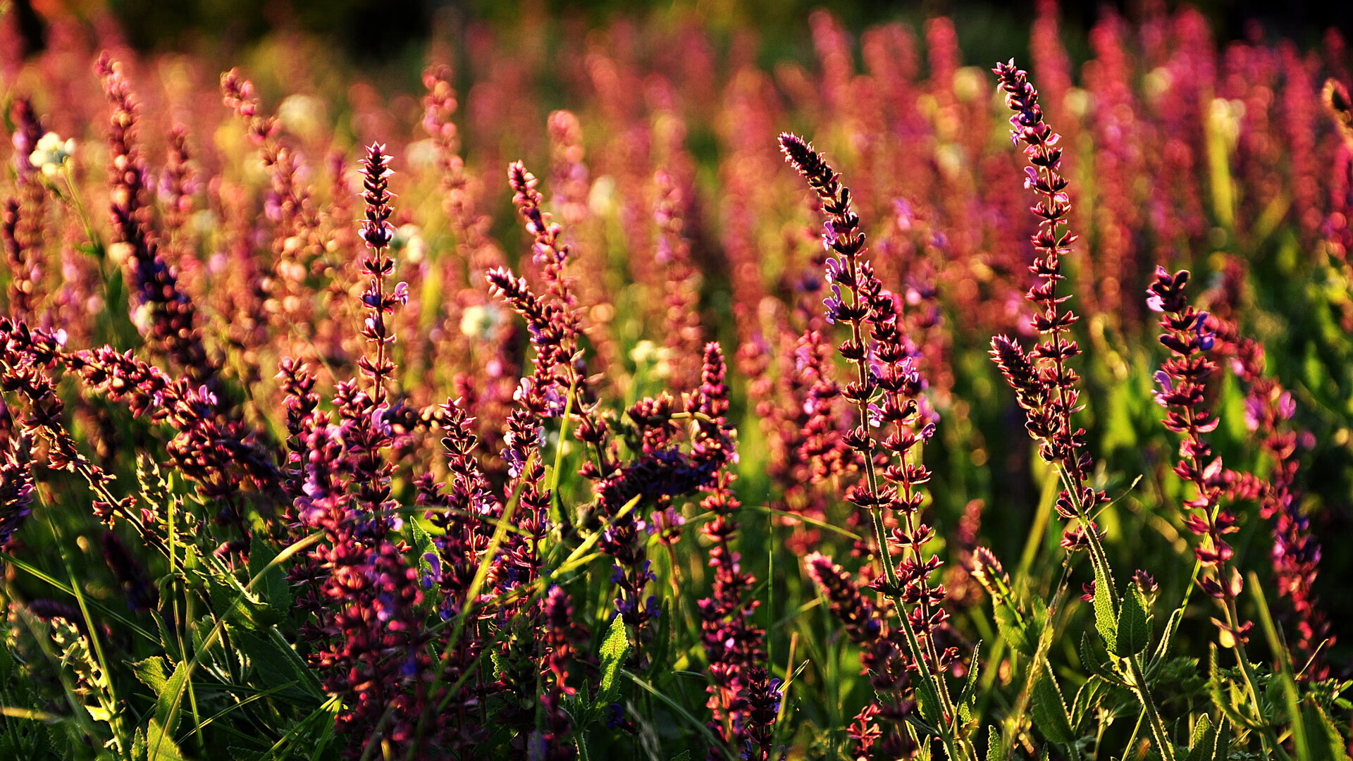 全运会新媒体传播团队招募覆盖高校社群，运动会新媒体