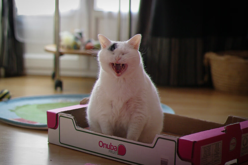 弗赖堡后场传控流畅减少失误风险，弗赖堡主场叫什么