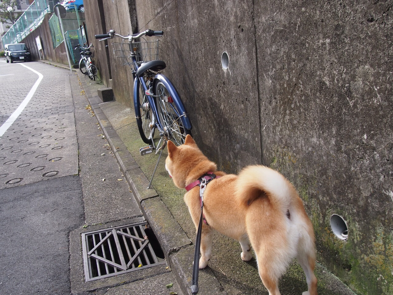 轻艇马拉松鸣枪,选手湖中竞风流,赛艇马拉松