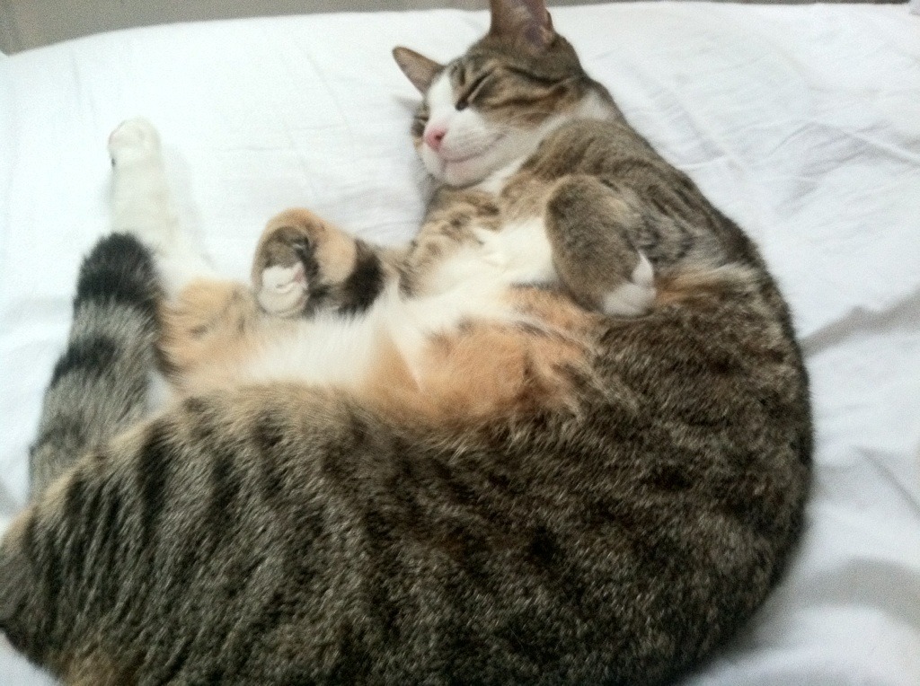 仰泳技术扎实韩国保持优势,仰泳运动