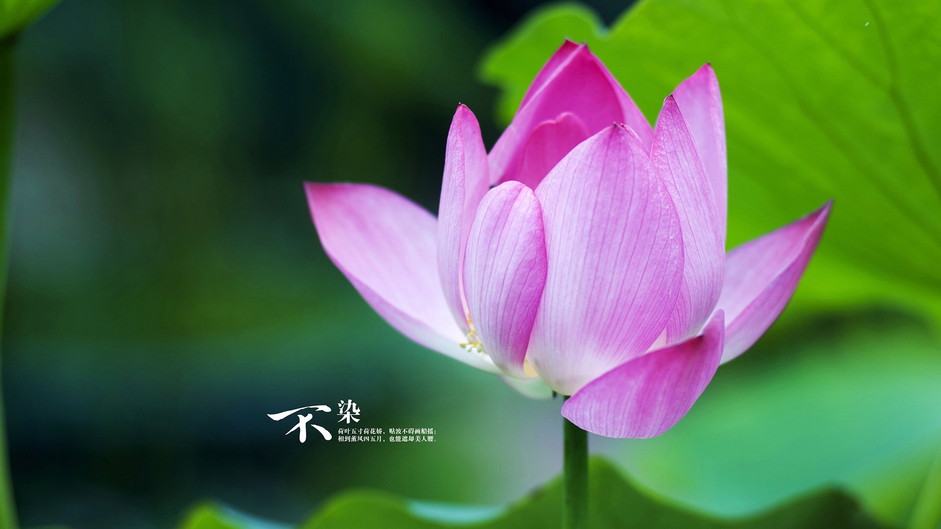 体育新闻中心新星爆发关注，体育新闻f1