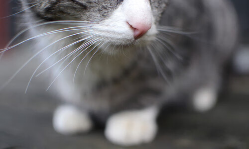 爱游戏电竞官网-体育新闻中心披露历届冠军返乡巡回宣传活动