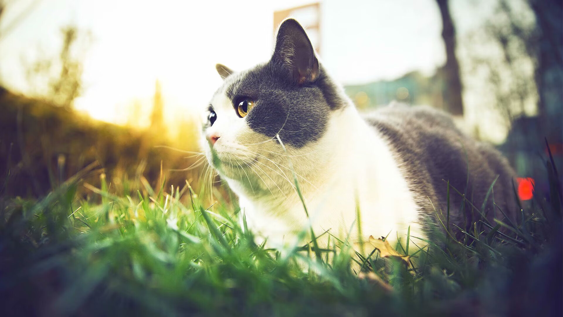 篮球运动员比赛数据采集与战术分析技术，篮球比赛数据录入