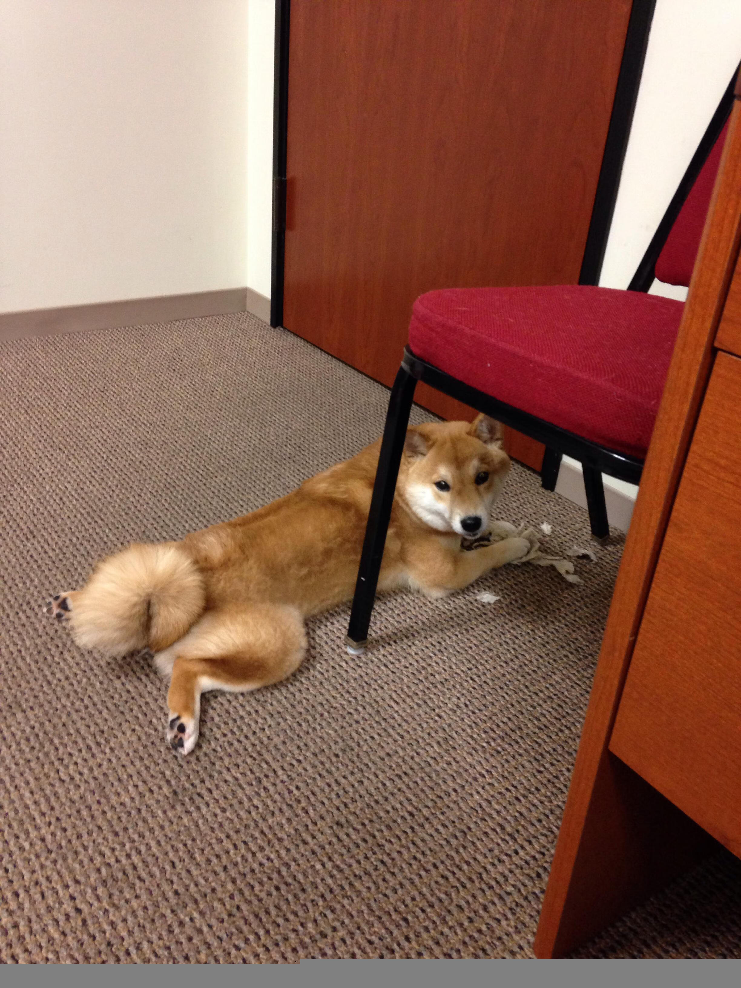 AYX体育-希腊女篮在欧洲锦标赛中继续豪夺金牌，传承辉煌，希腊女篮u20直播