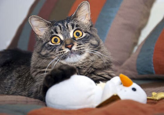 爱游戏官方-美洲杯明星闪耀：精彩突破助团队！，美洲杯得主