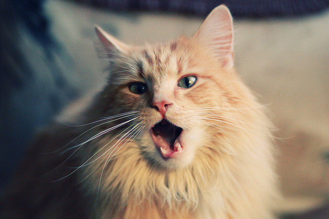 网球国家队赛季总结会议圆满召开，网球2021赛季